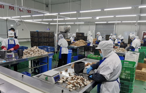 守護舌尖上的安全 寶山食品生產(chǎn)企業(yè)開展自律互查活動